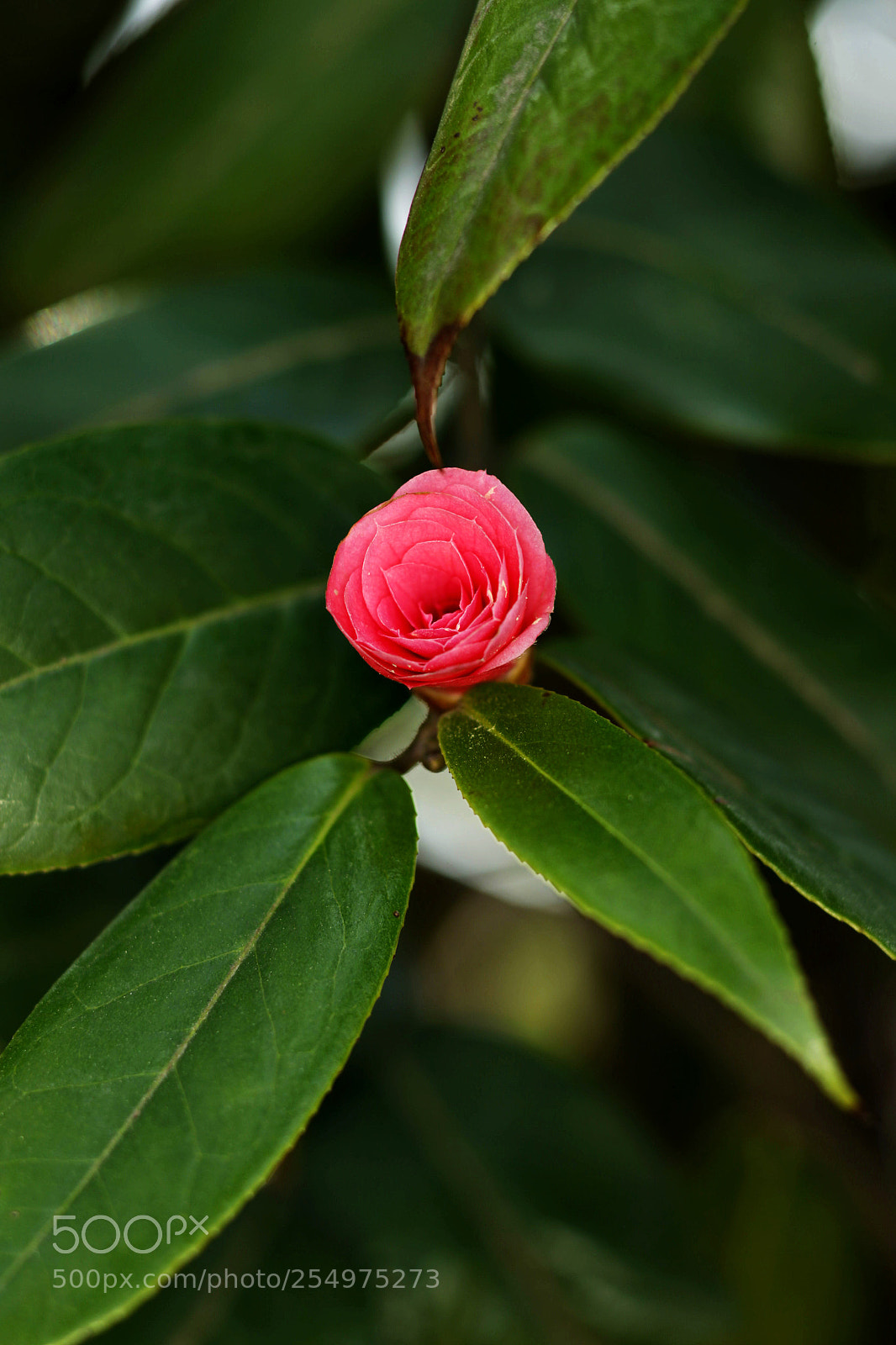 Canon EOS-1D X sample photo. Untitled photography