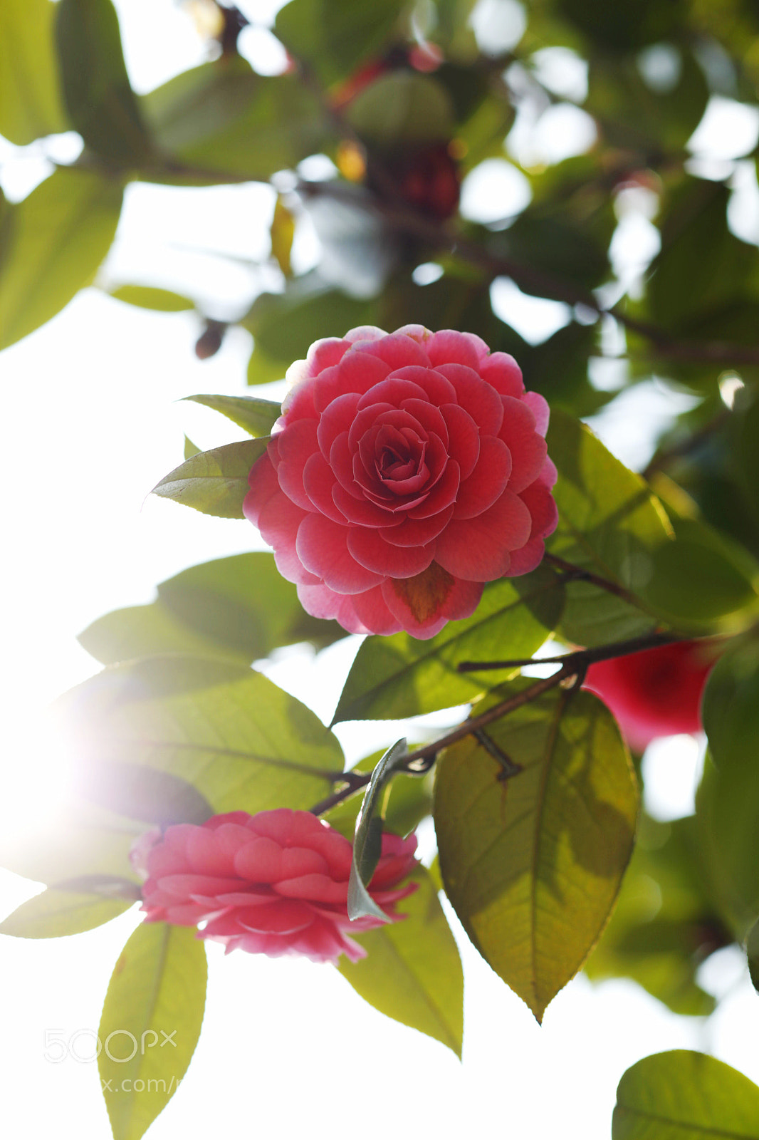 Canon EOS-1D X sample photo. Untitled photography