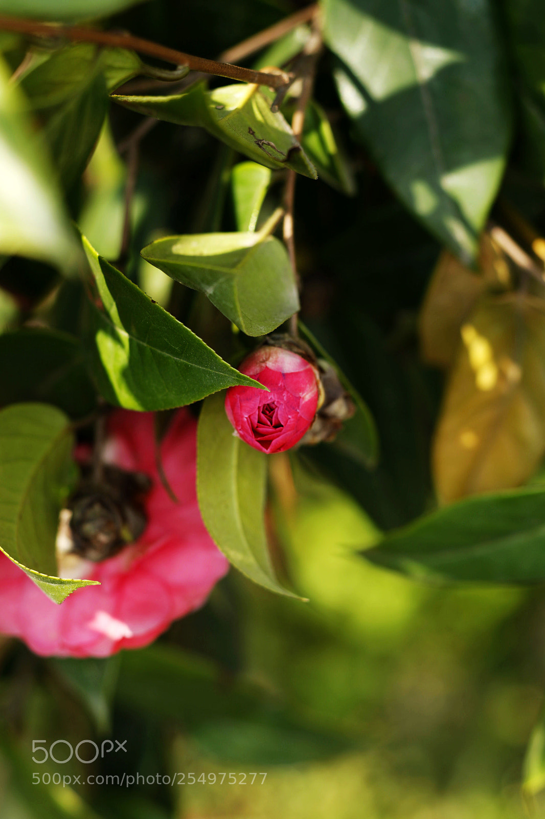 Canon EOS-1D X sample photo. Untitled photography