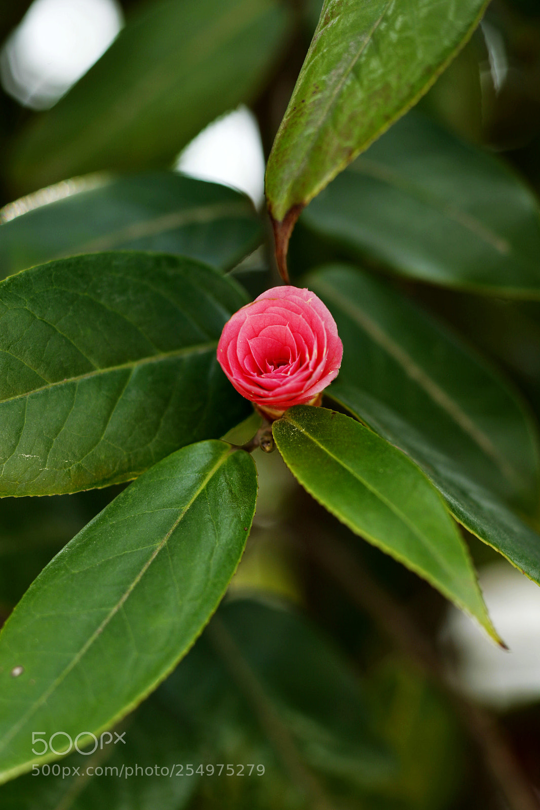 Canon EOS-1D X sample photo. Untitled photography