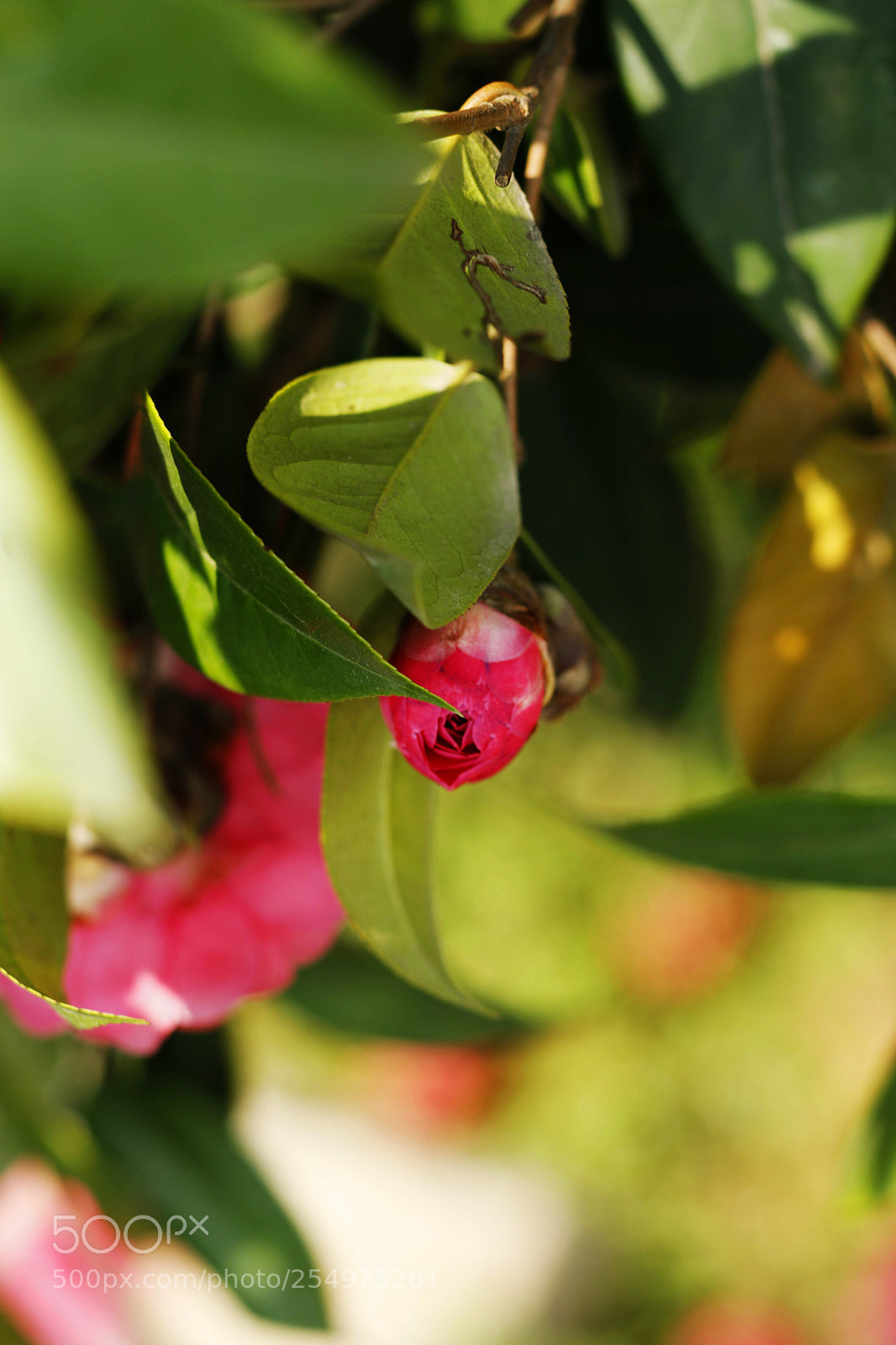Canon EOS-1D X sample photo. Untitled photography