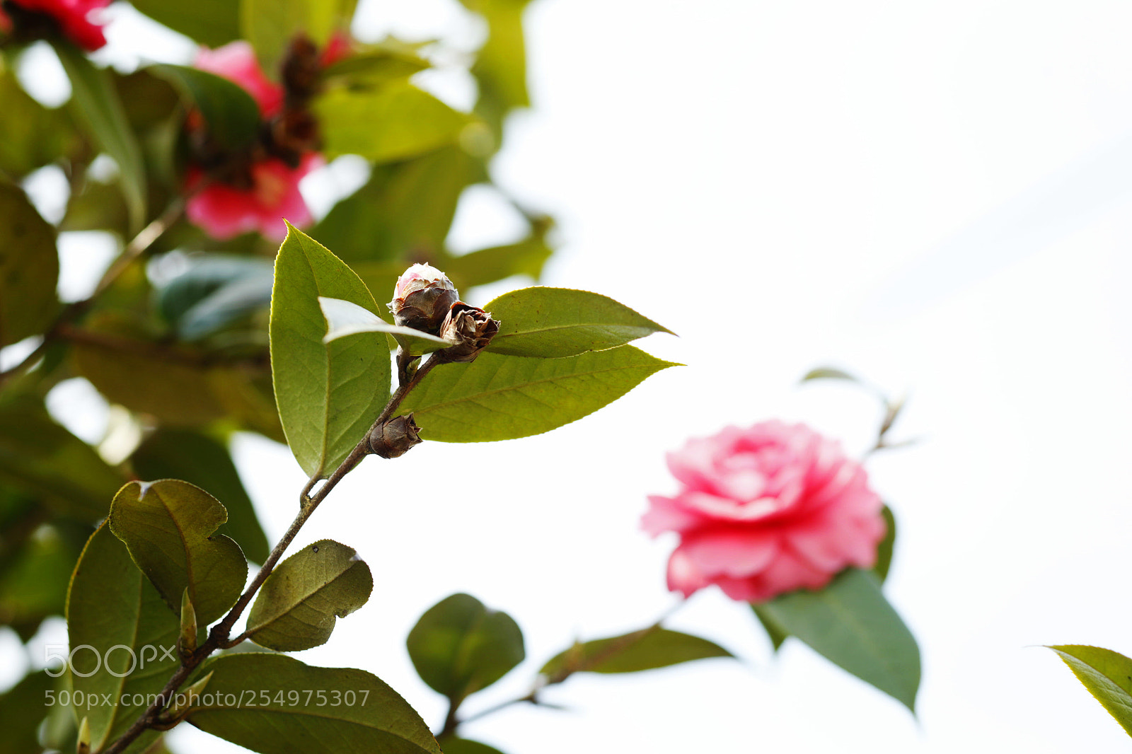 Canon EOS-1D X sample photo. Untitled photography
