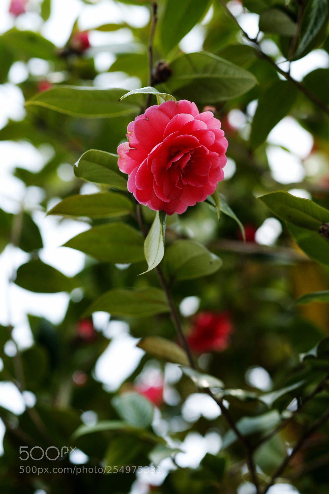 Canon EOS-1D X sample photo. Untitled photography