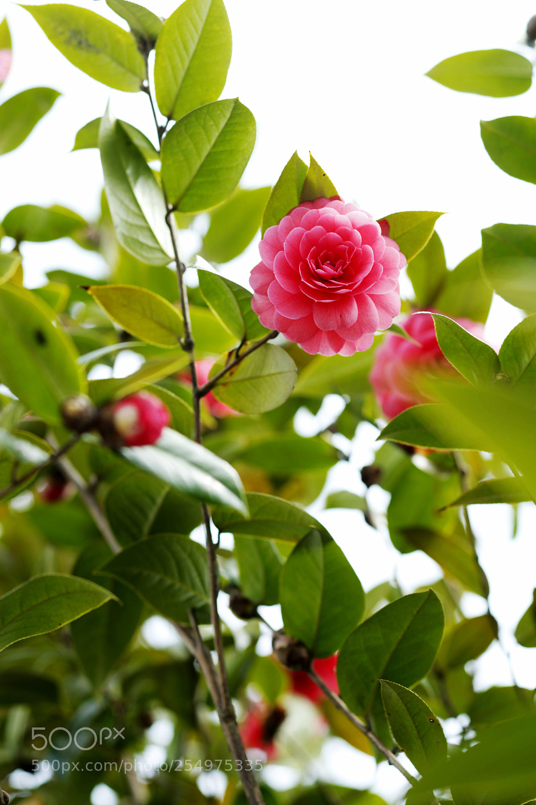 Canon EOS-1D X sample photo. Untitled photography