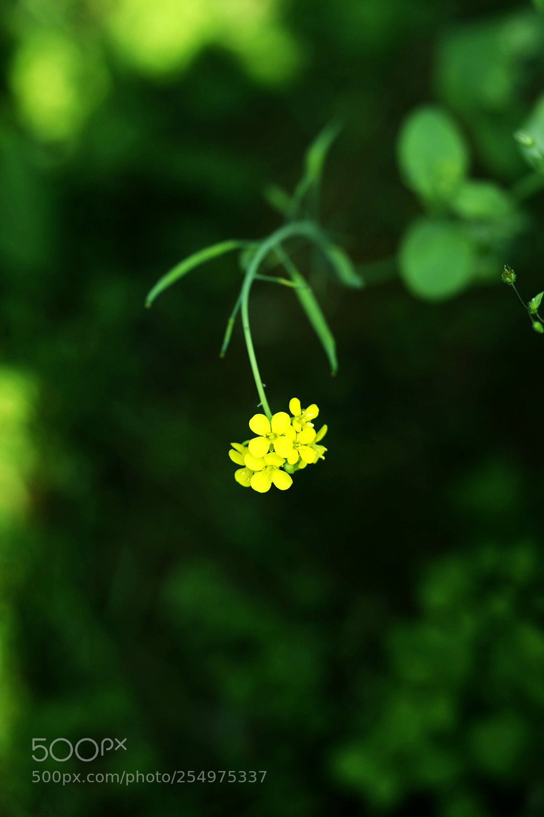 Canon EOS-1D X sample photo. Untitled photography