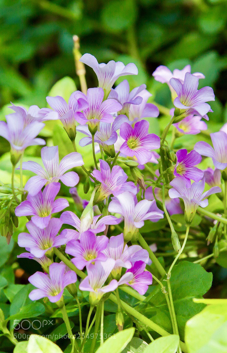 Canon EOS 50D sample photo. Untitled photography