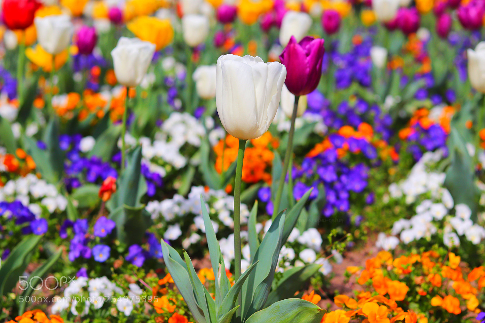 Canon EOS 800D (EOS Rebel T7i / EOS Kiss X9i) sample photo. Tulips photography