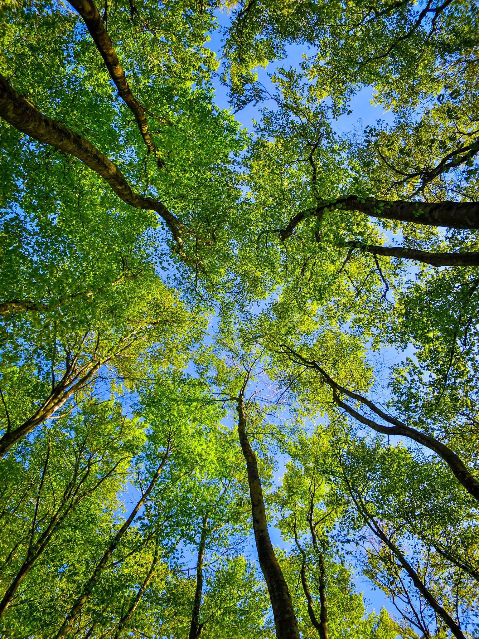 Canon PowerShot S120 sample photo. Fresh green leaves in blue sky photography