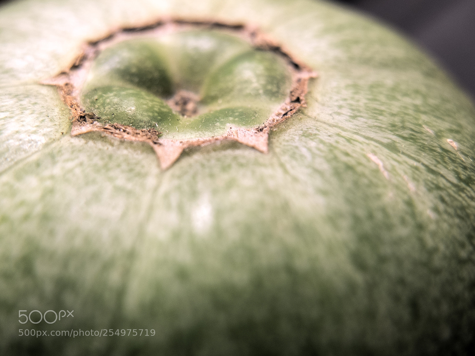 Fujifilm X10 sample photo. Cucumis melo.脆宝香瓜 photography