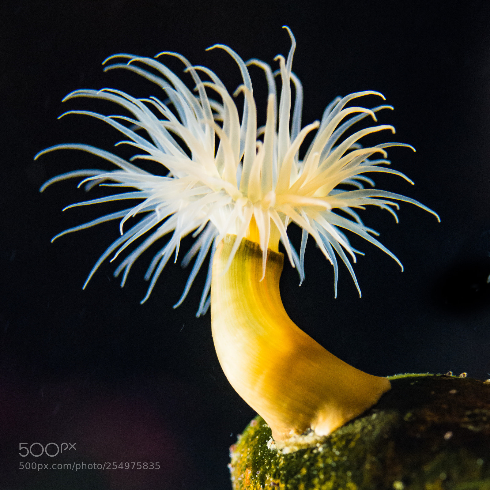Nikon D7200 sample photo. Snakelocks anemone photography