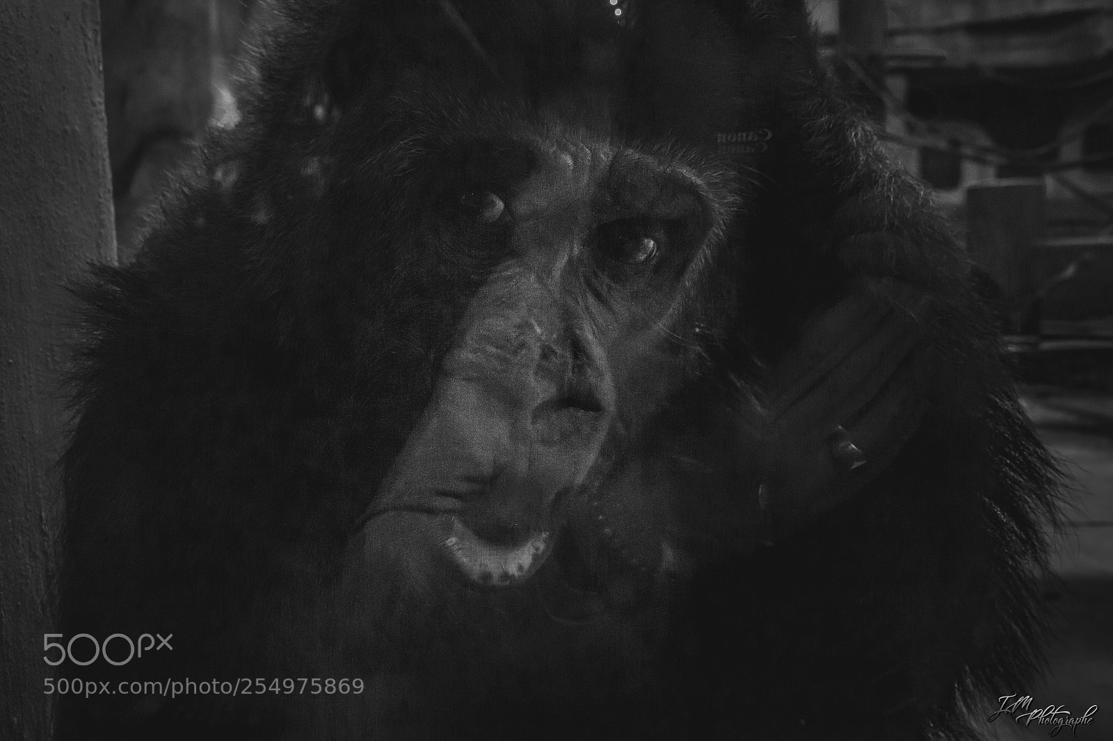 Canon EOS 70D sample photo. Gorilla prison photography