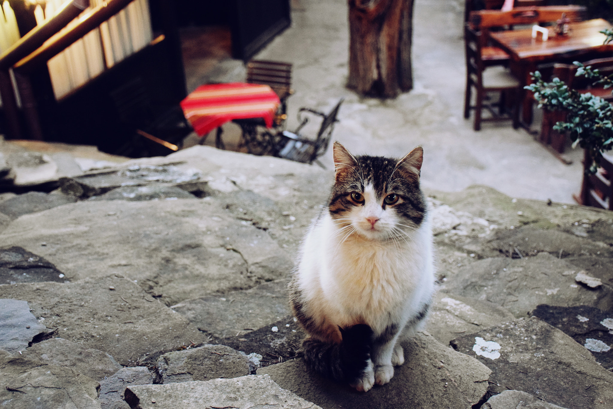 Nikon D3300 sample photo. ^•^ photography