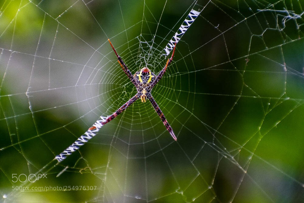 Nikon D5300 sample photo. Signature spider photography