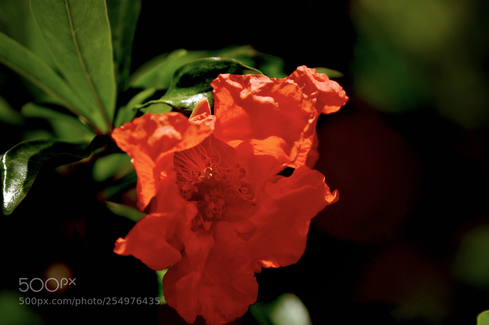 Nikon D7200 sample photo. Pomegranate blossom photography
