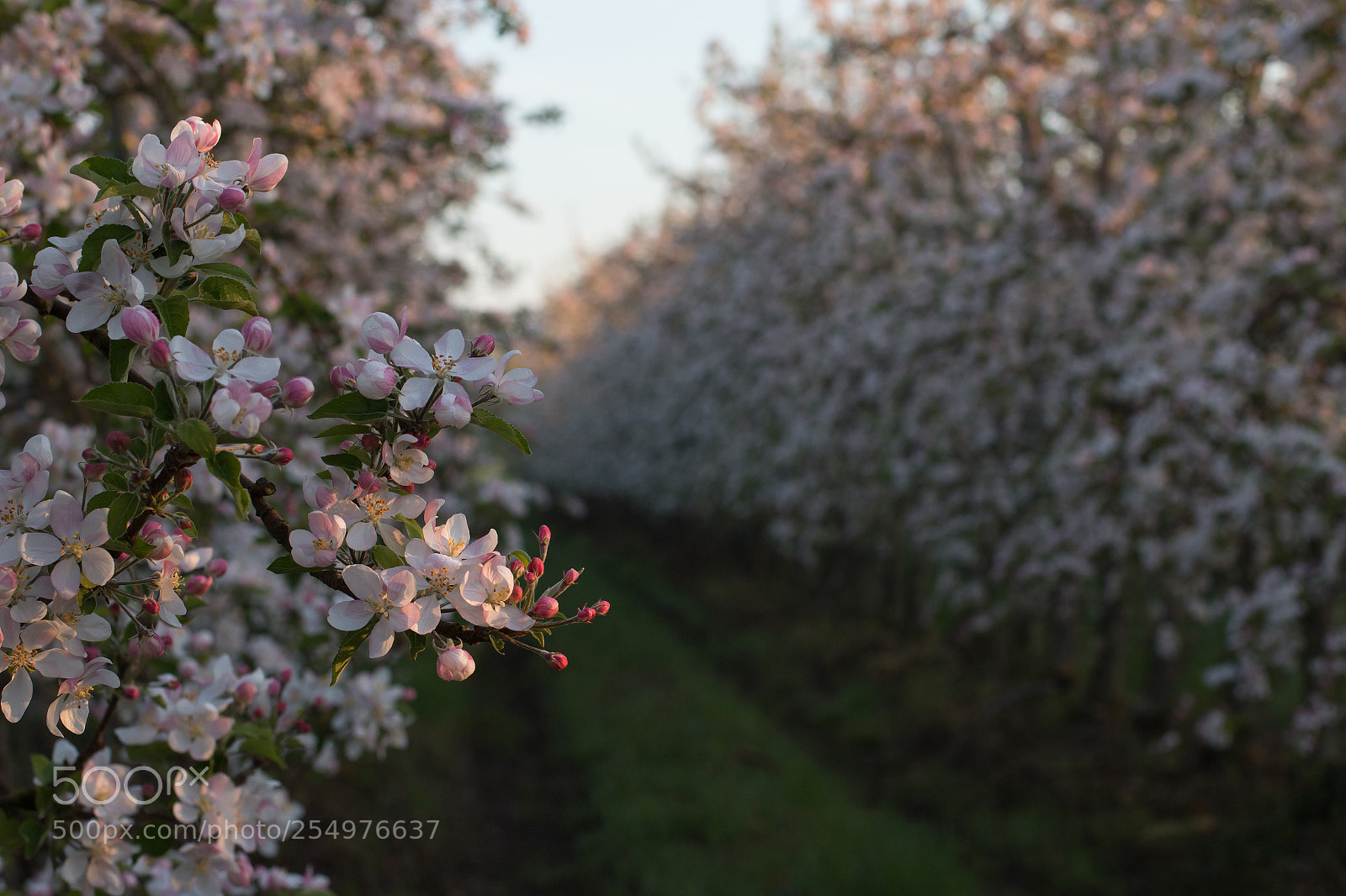 Canon EOS 70D sample photo. Morning garden photography