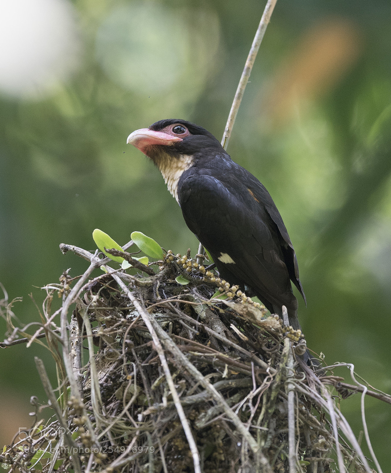 Nikon D5 sample photo. Dusky broadbill kaeng krachan photography