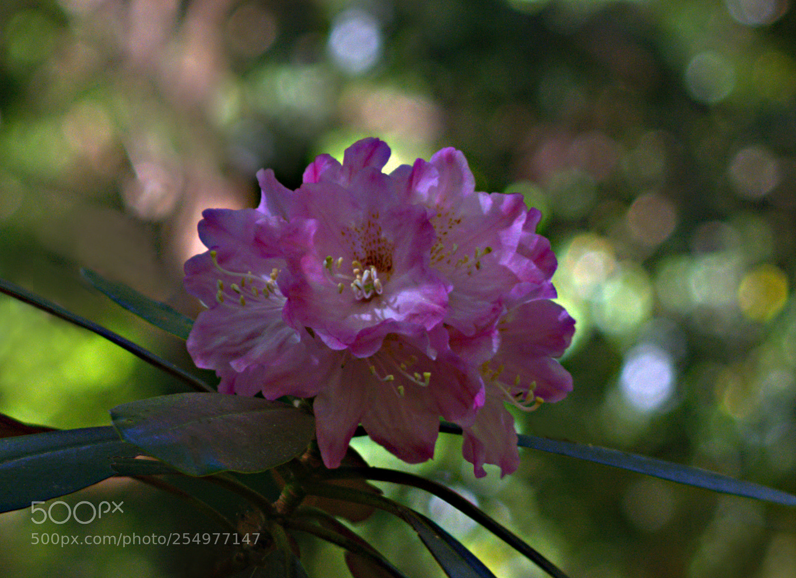Nikon D7100 sample photo. Flowers photography
