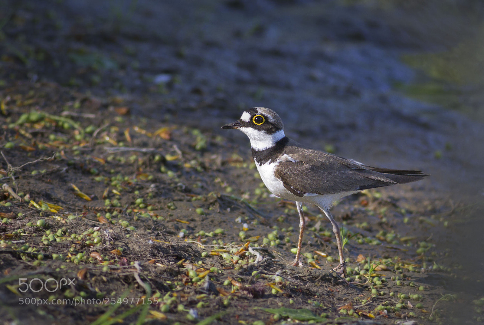 Canon EOS 7D sample photo. Little ringed plover photography