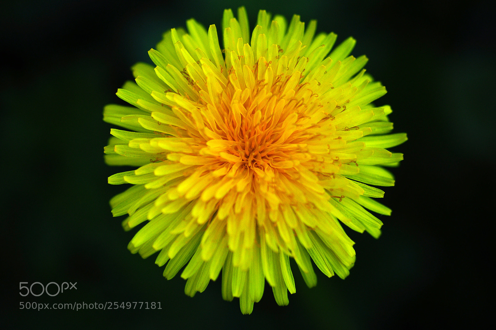 Nikon D90 sample photo. Vegetal sun 2 photography