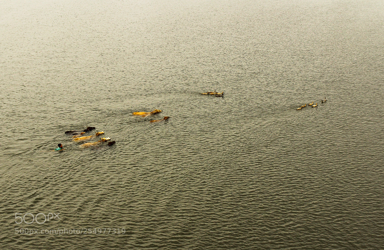 Canon EOS 600D (Rebel EOS T3i / EOS Kiss X5) sample photo. Cattles crossing photography