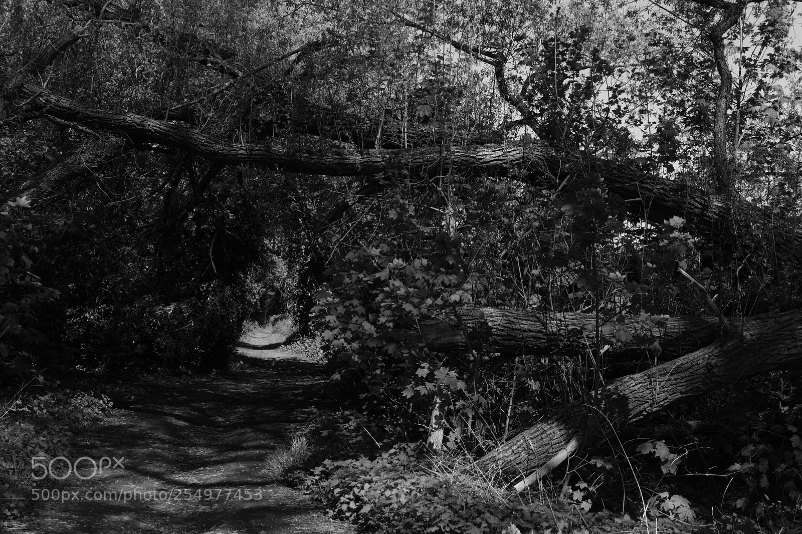 Fujifilm X-T20 sample photo. Park scheutbos photography