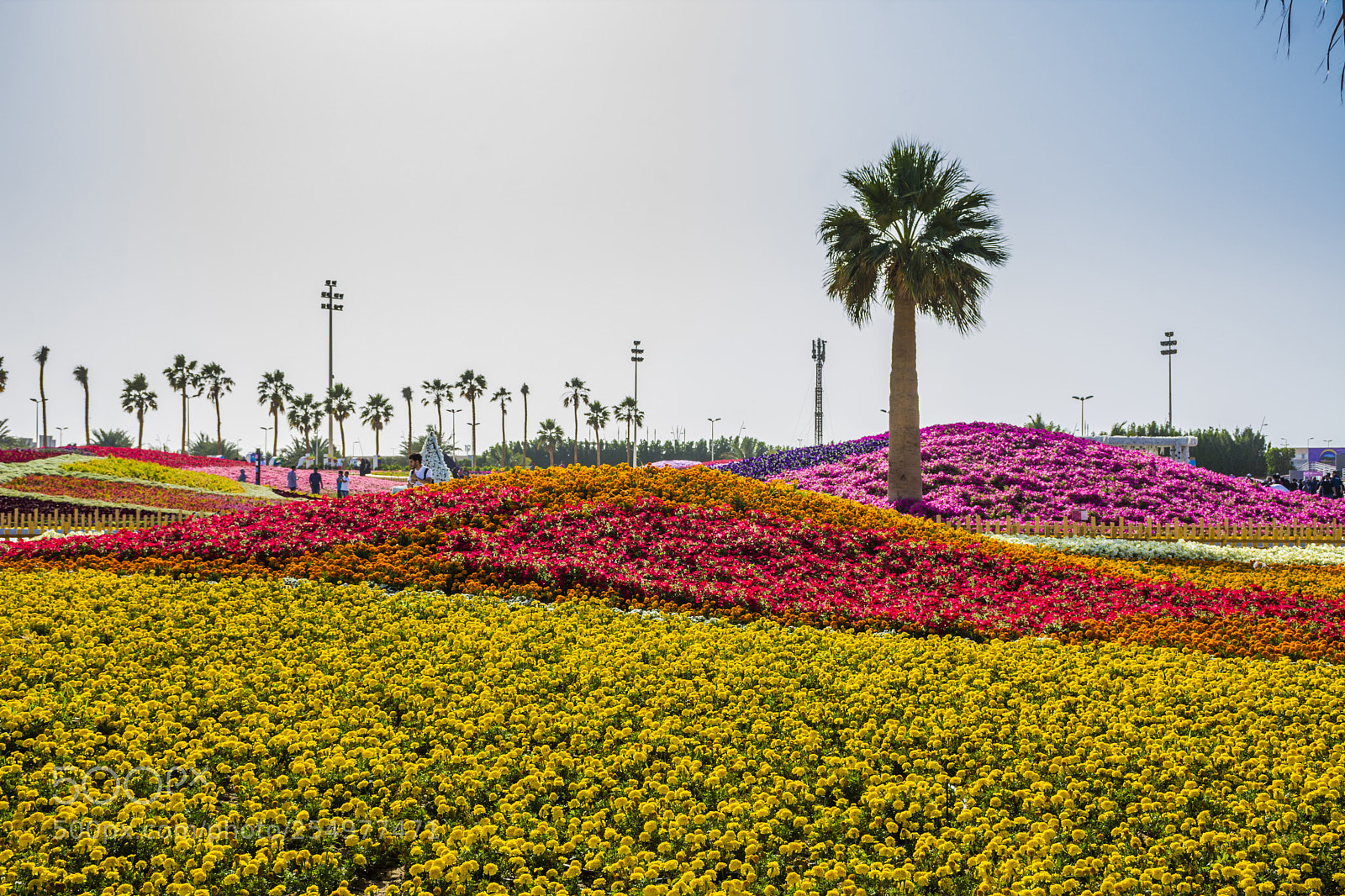 Nikon D7100 sample photo. Flower carpet photography