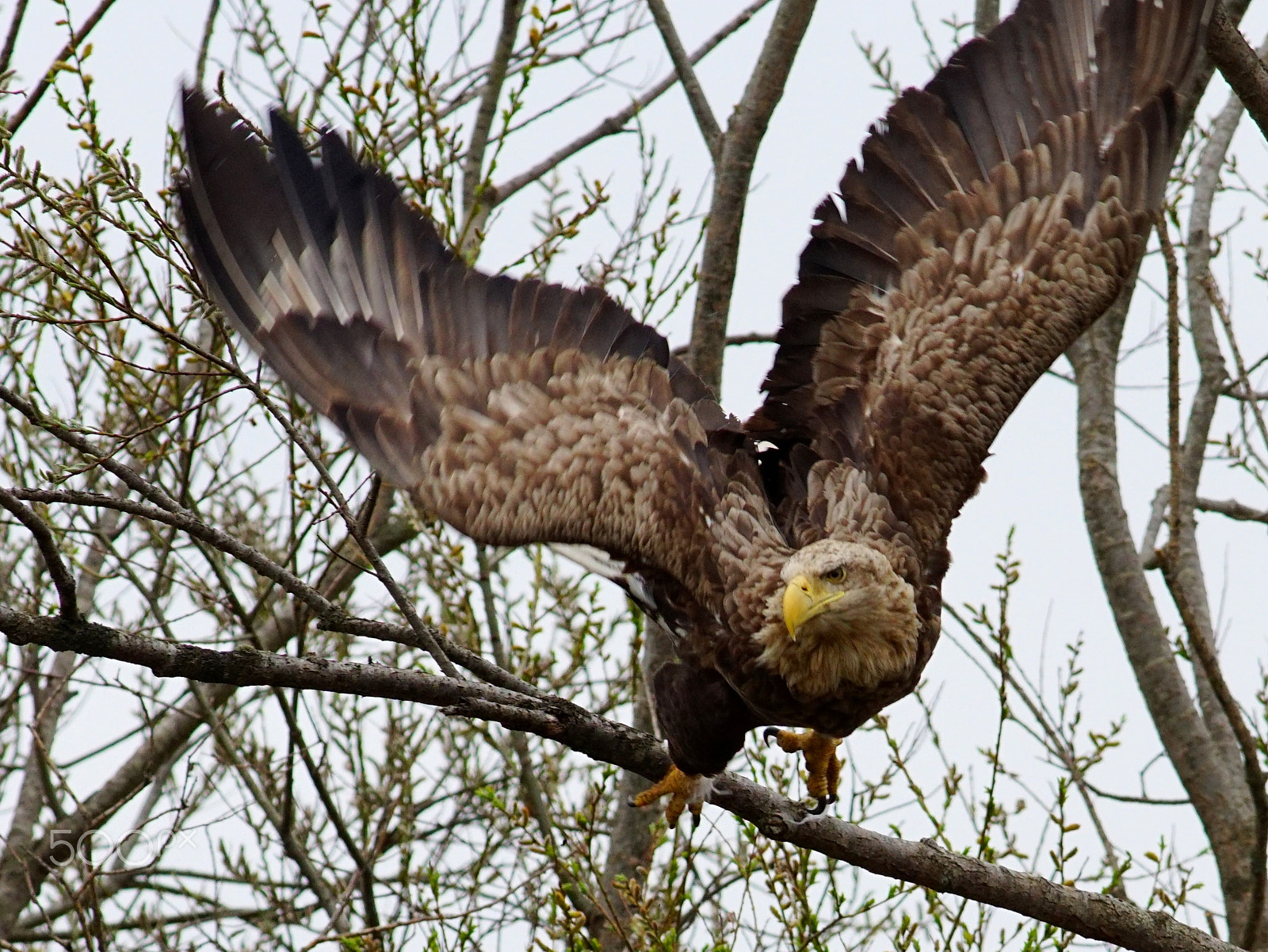 Sony a6300 + Canon EF 400mm F5.6L USM sample photo. Aim photography