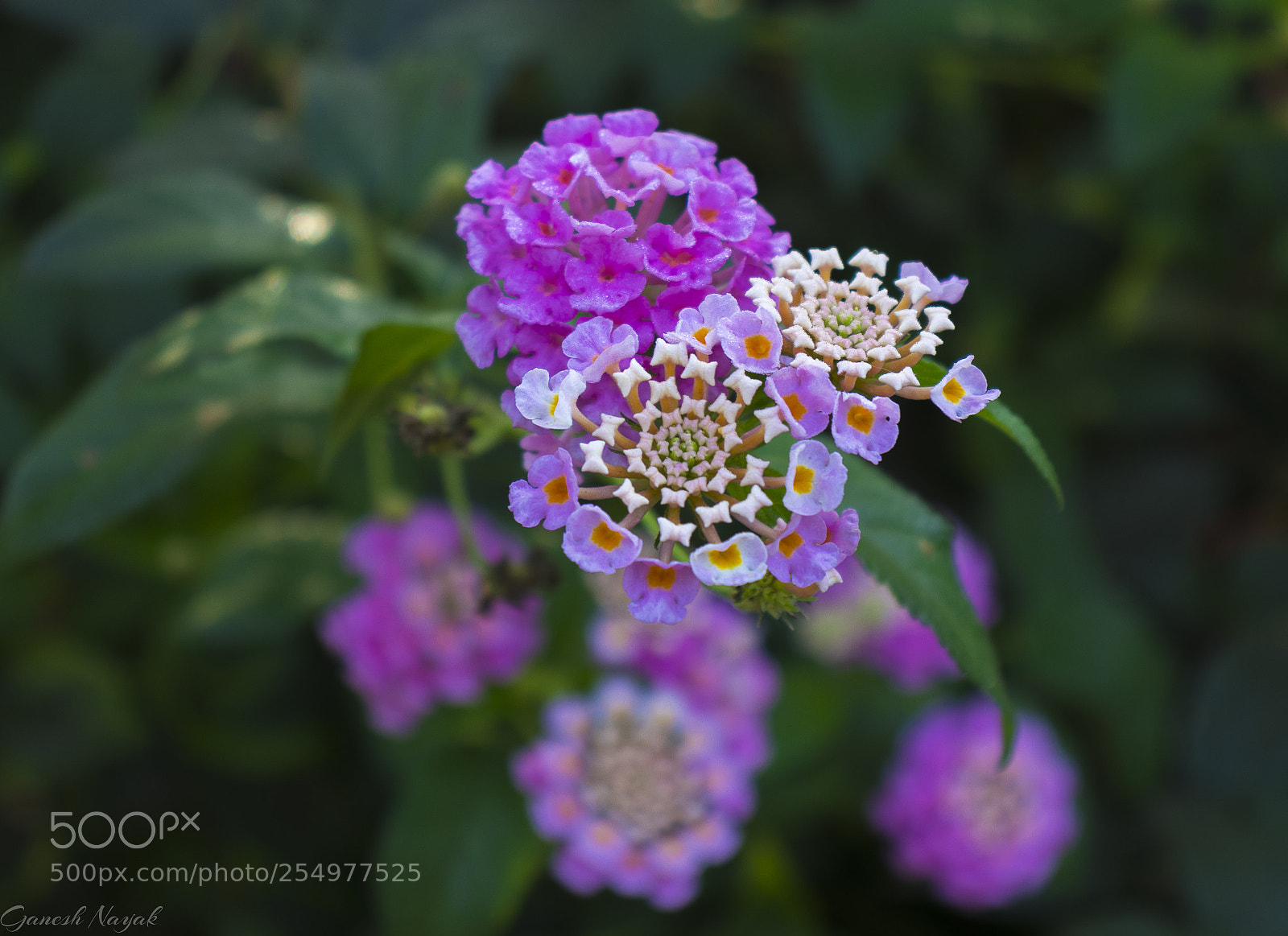Canon EOS 77D (EOS 9000D / EOS 770D) sample photo. Flowers photography