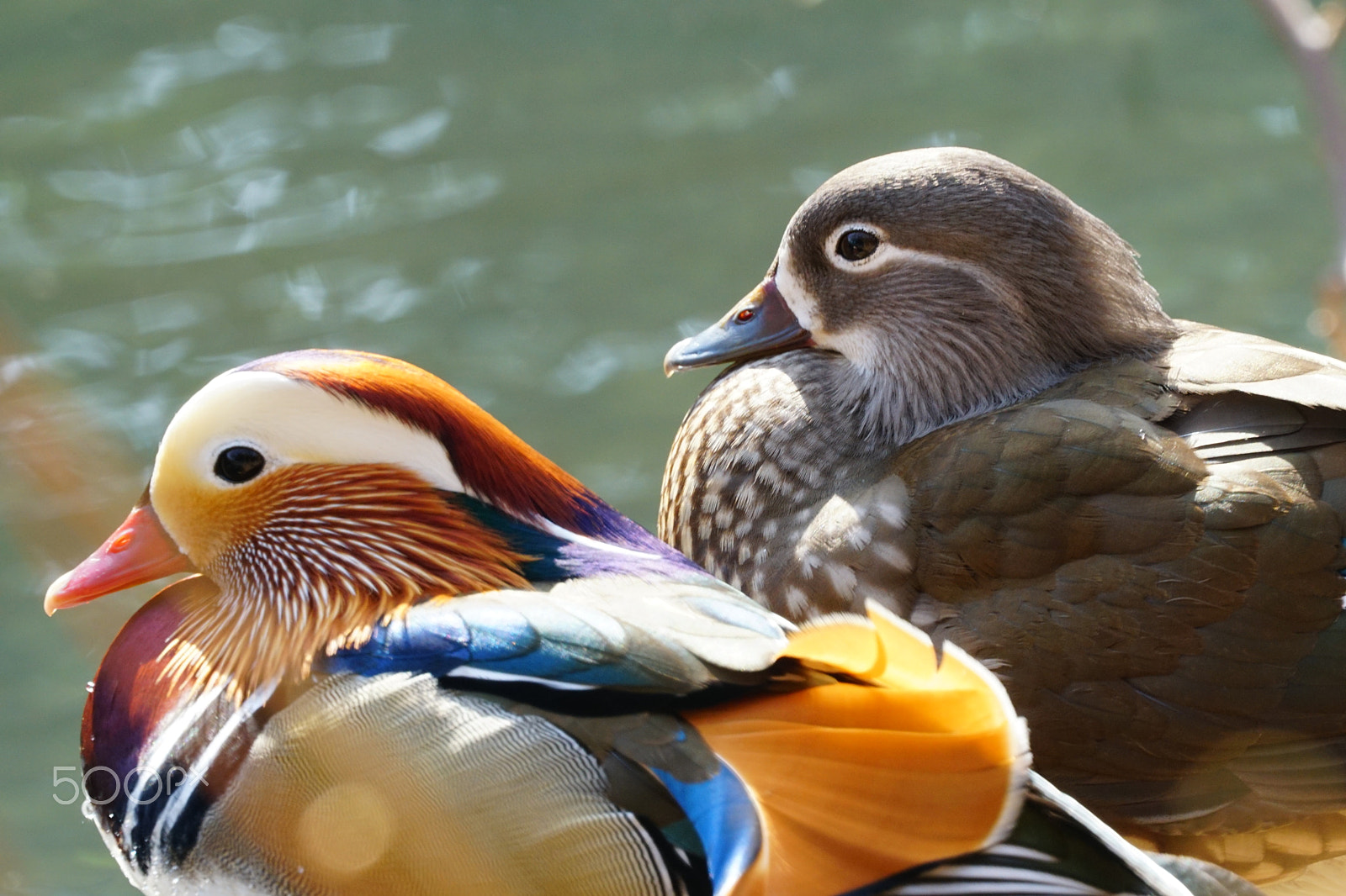Sony FE 70-300mm F4.5-5.6 G OSS sample photo. オシドリ夫婦 photography