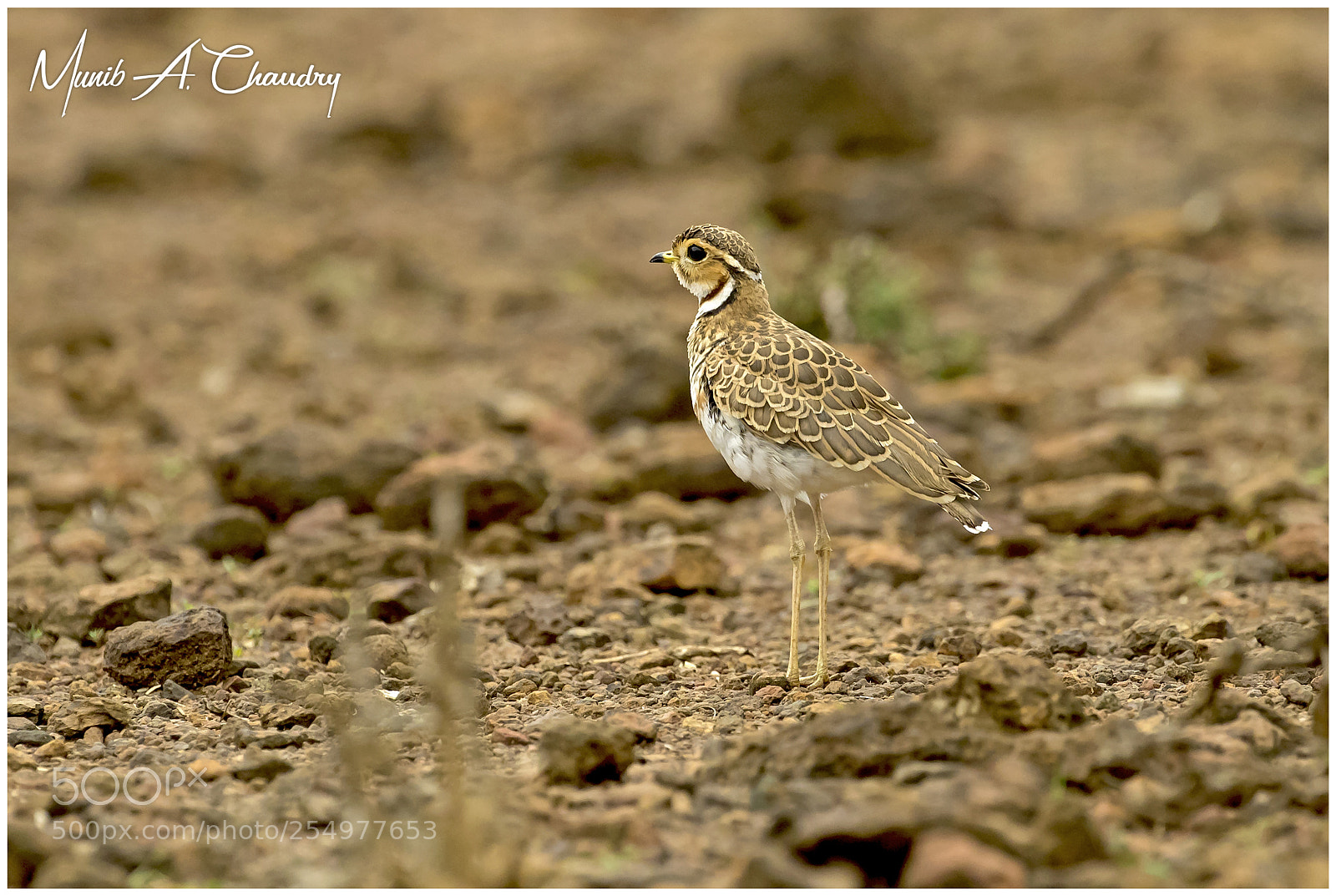 Canon EOS-1D X Mark II sample photo. The heuglin's lifer! photography