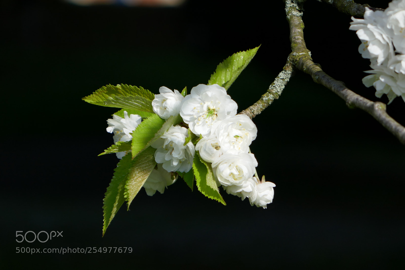 Panasonic Lumix DMC-ZS100 (Lumix DMC-TZ100) sample photo. Spring flowering photography