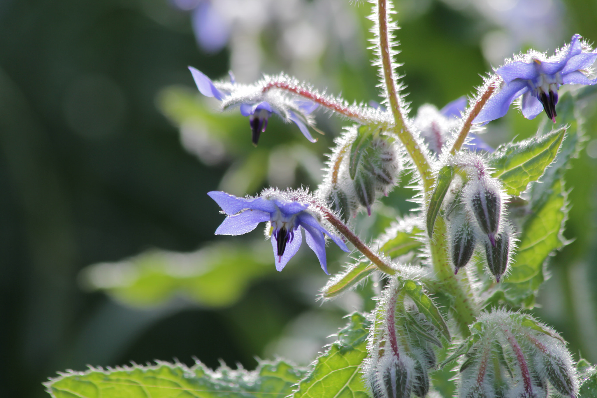 Canon EF 70-300mm F4-5.6 IS USM sample photo. Bourrache photography