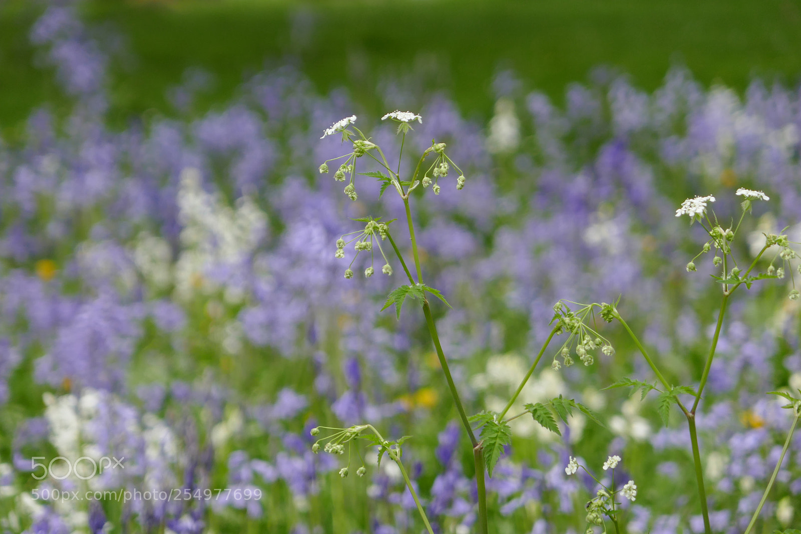 Panasonic Lumix DMC-ZS100 (Lumix DMC-TZ100) sample photo. Spring bluebells photography