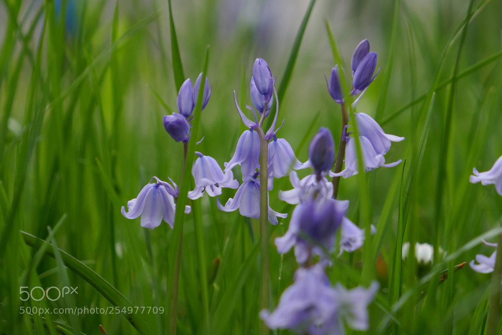 Panasonic Lumix DMC-ZS100 (Lumix DMC-TZ100) sample photo. Bluebells and grass photography