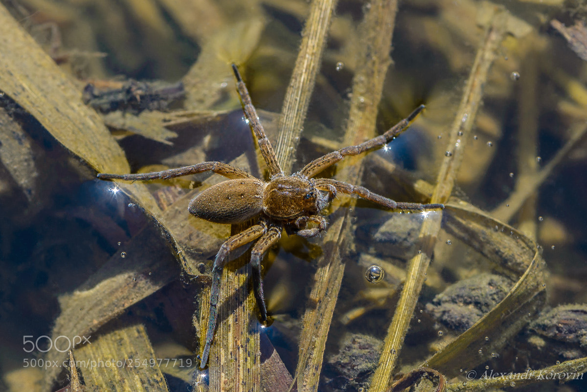 Nikon D610 sample photo. ... photography