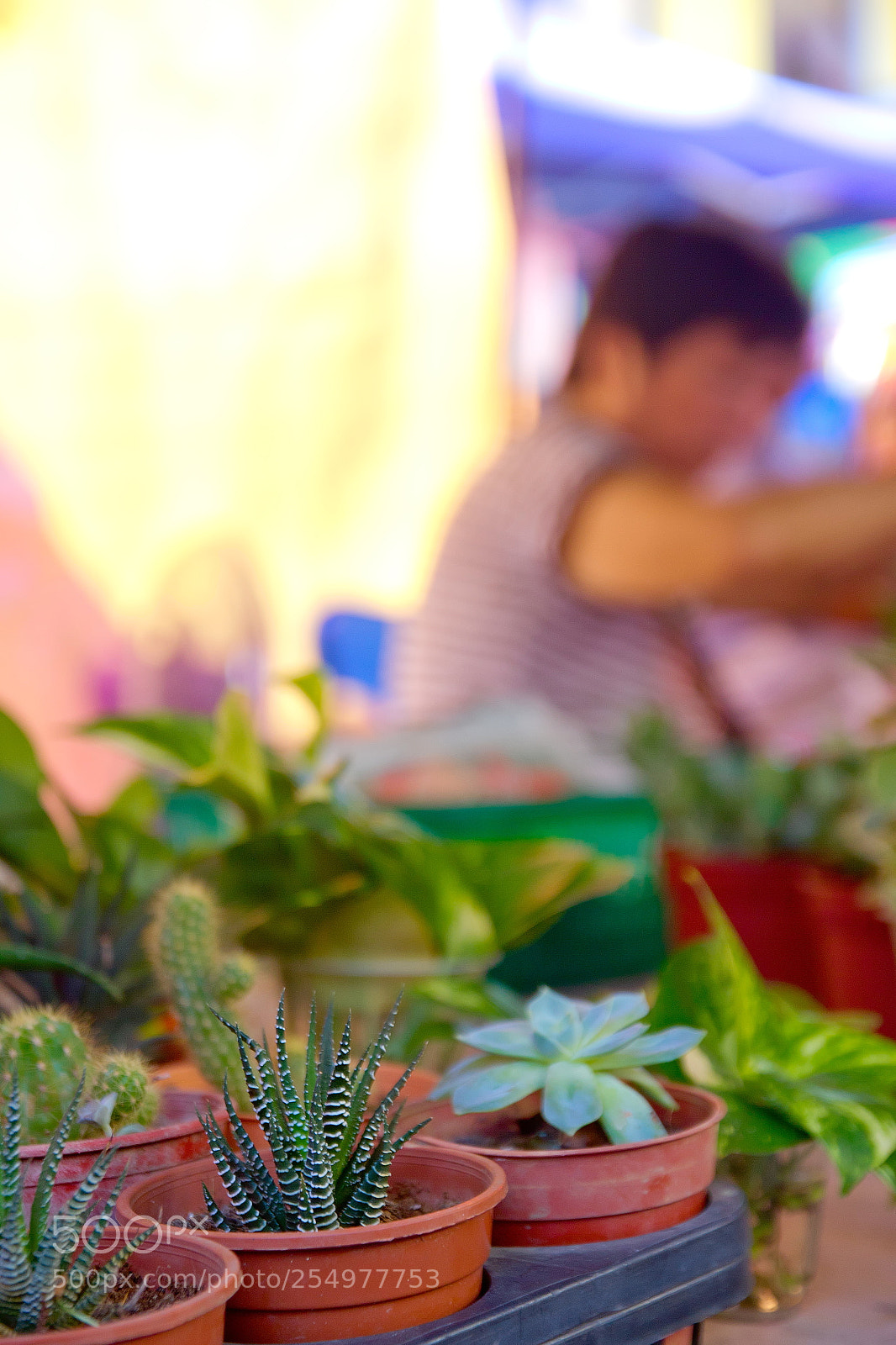 Canon EOS 550D (EOS Rebel T2i / EOS Kiss X4) sample photo. Cactuses being sold photography