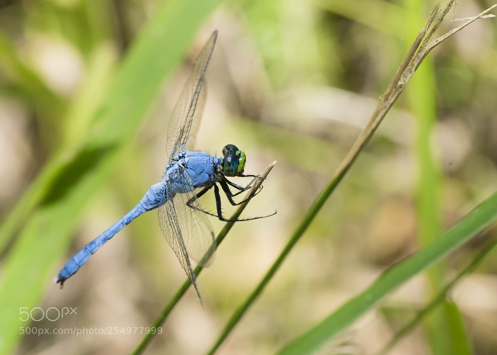Sony a7 II sample photo. Dragonfly at sam houston photography