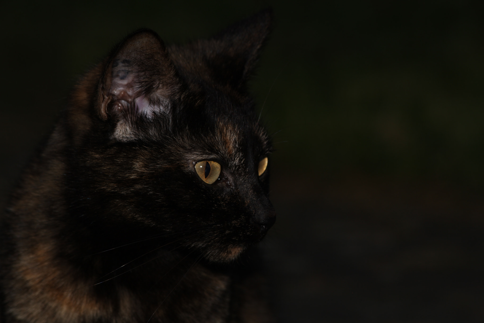 Canon EF 70-300mm F4-5.6 IS USM sample photo. Aria photography