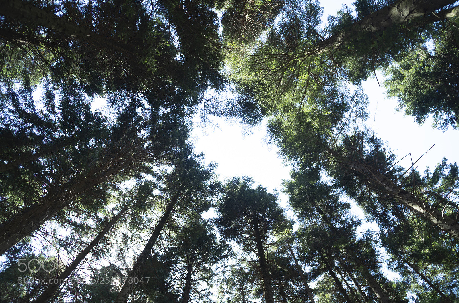 Pentax K-30 sample photo. Il tetto del bosco photography