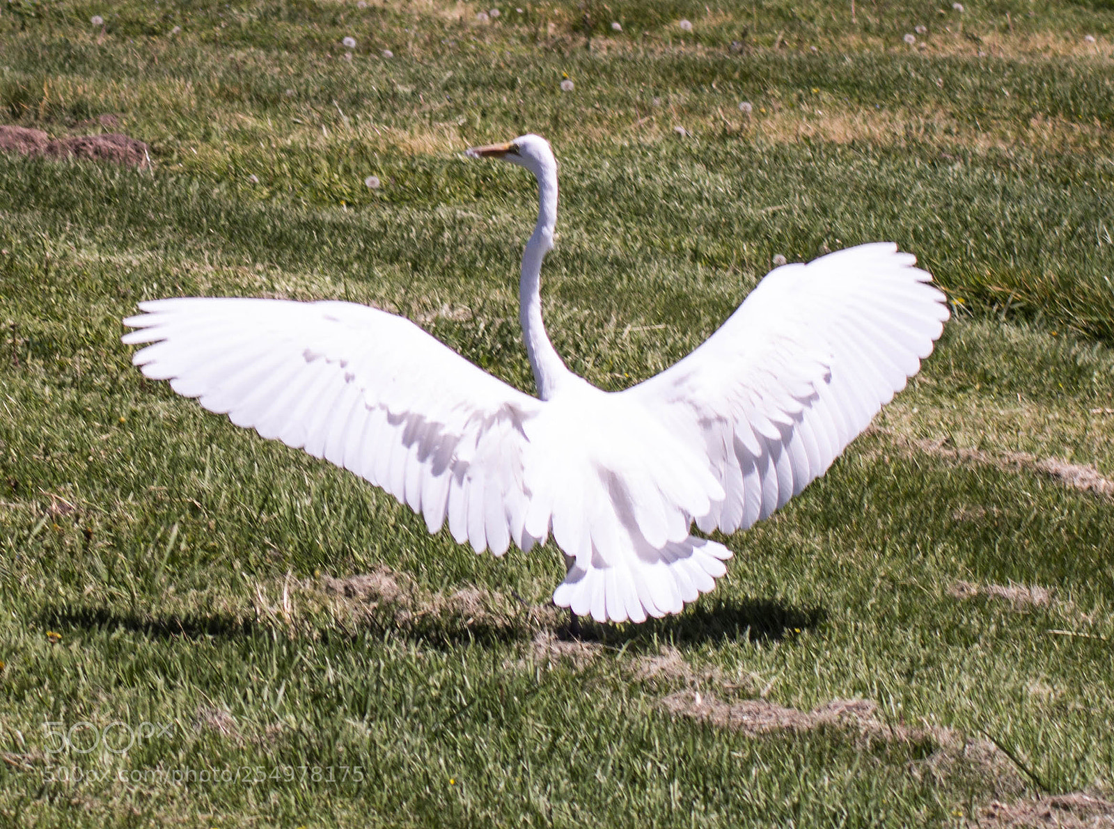 Nikon D3200 sample photo. Great egret photography