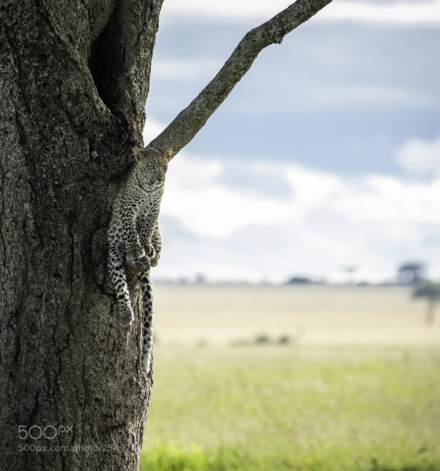 Nikon D810 sample photo. Camouflage photography
