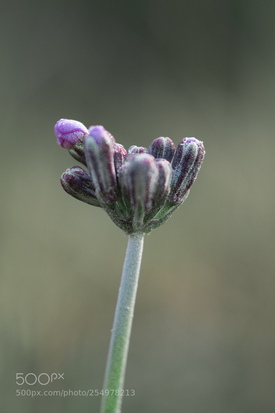 Pentax K-3 II sample photo. Burst of buds photography
