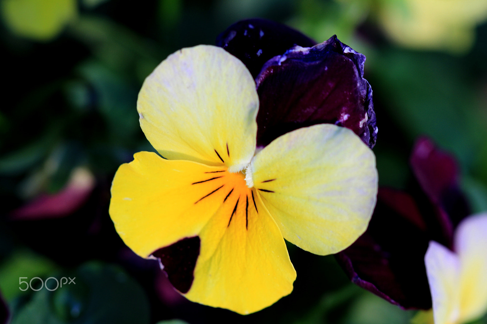 Canon EF 100mm F2.8 Macro USM sample photo. Look its a butterfly photography