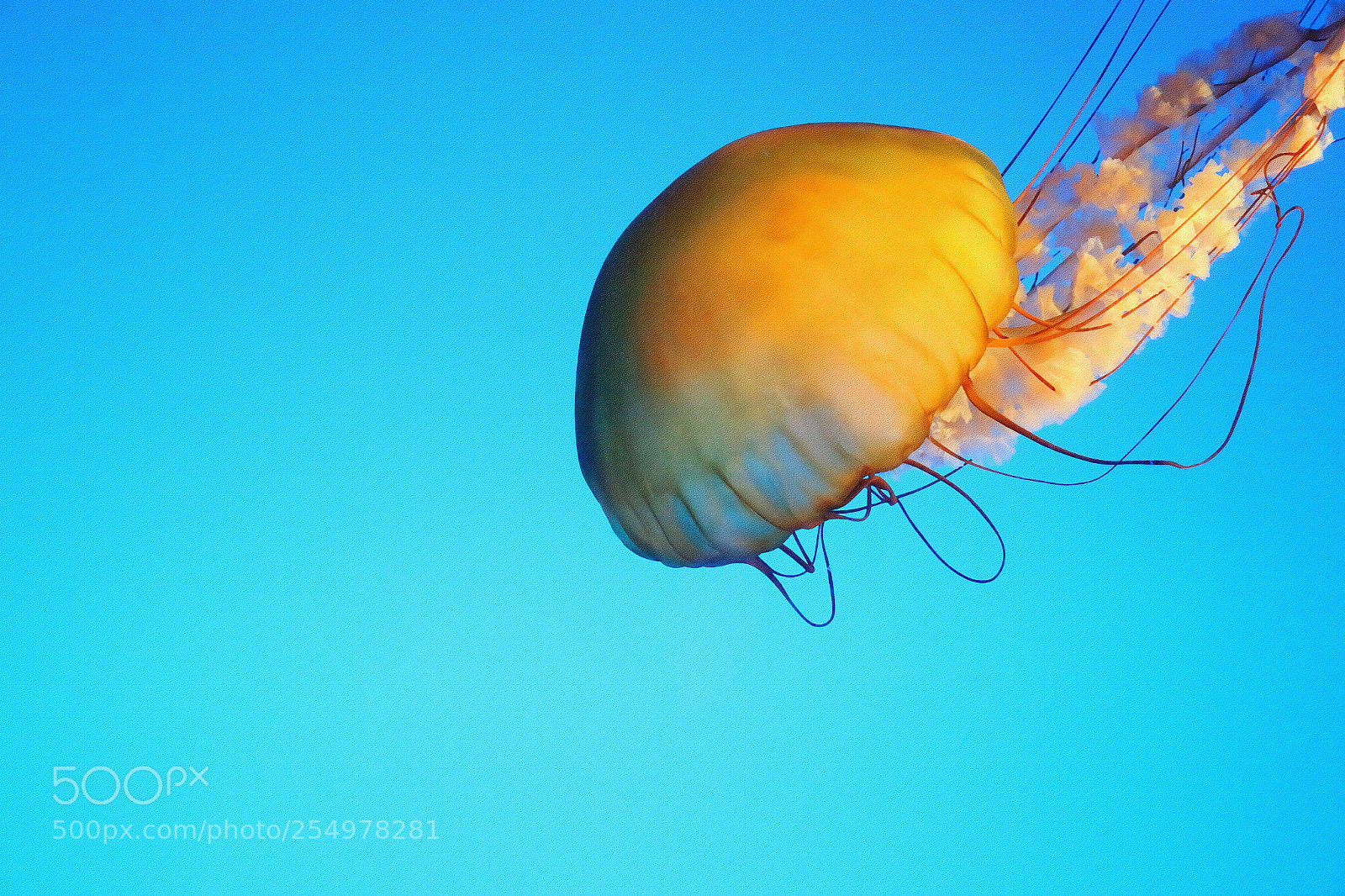 Canon EOS 70D sample photo. 水母 photography