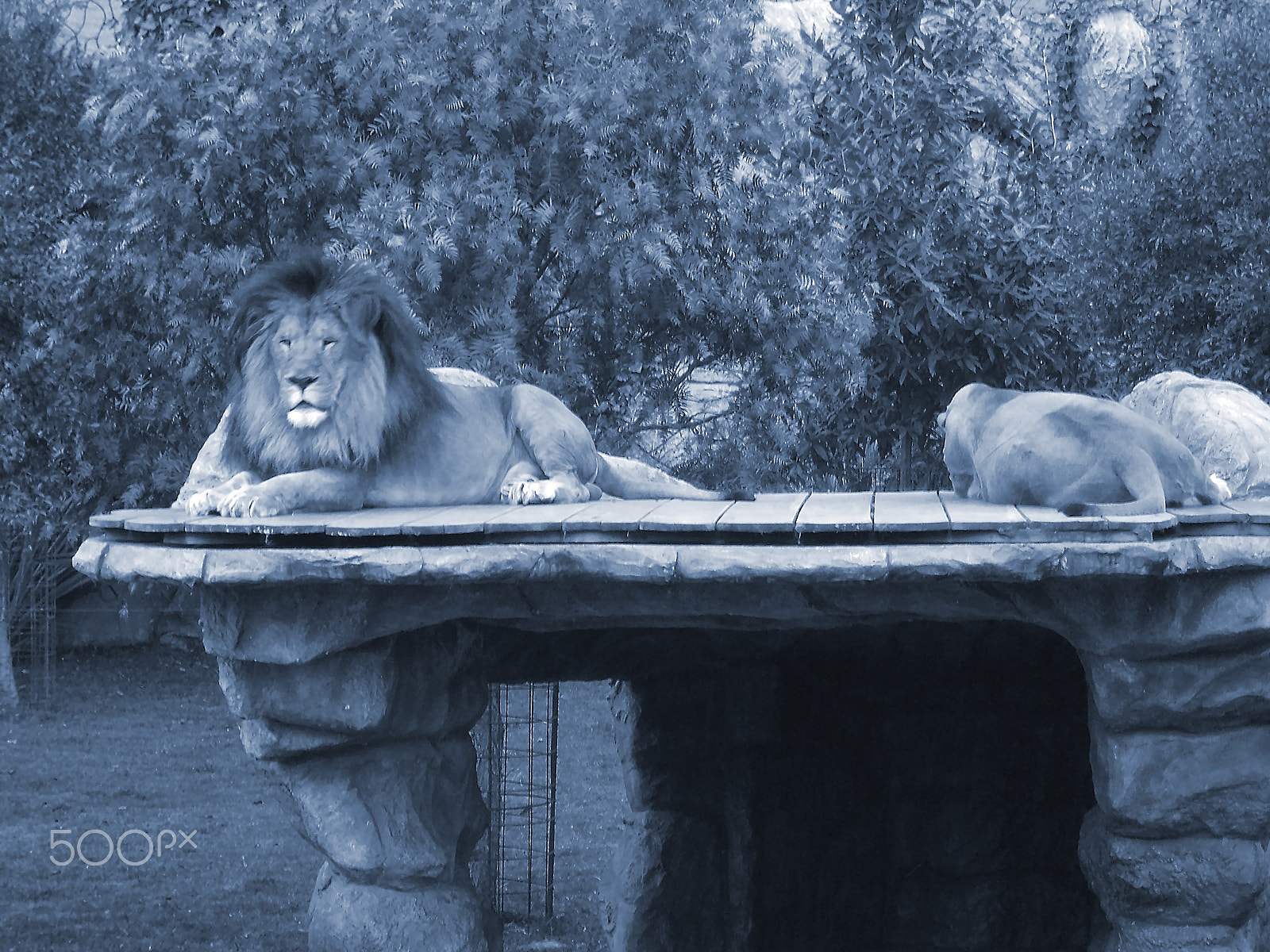 Casio Exilim EX-Z33 sample photo. Lions!!! photography
