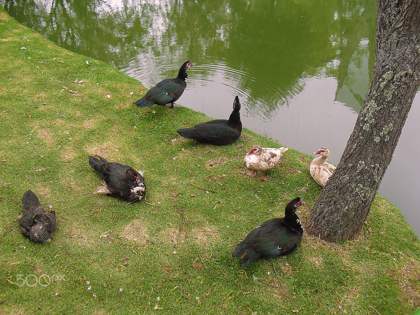 Casio Exilim EX-Z33 sample photo. Duckies!!! photography