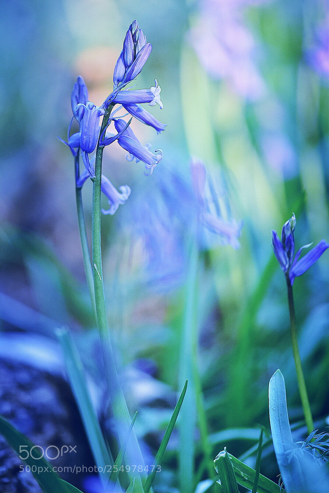 Nikon D5600 sample photo.  blue dreams  photography