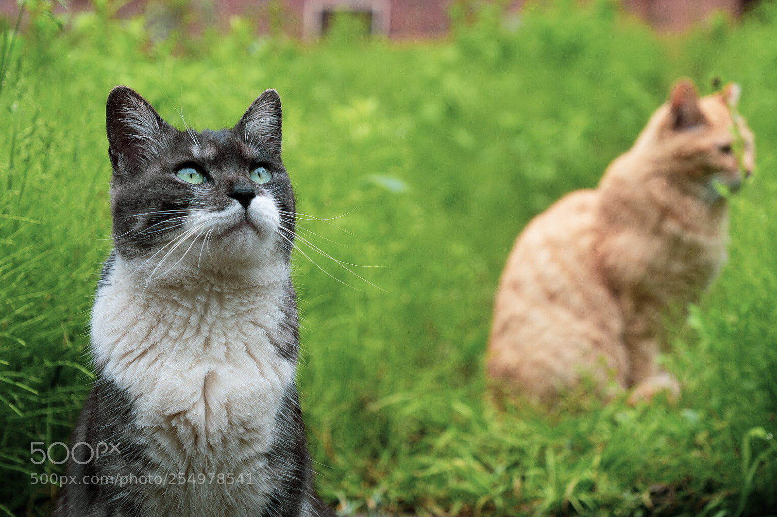 Panasonic Lumix DC-G9 sample photo. 하늘을 바라보는 녹색 눈 고양이 photography