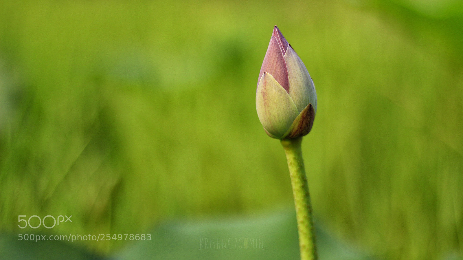 Canon EOS 700D (EOS Rebel T5i / EOS Kiss X7i) sample photo. Untitled photography