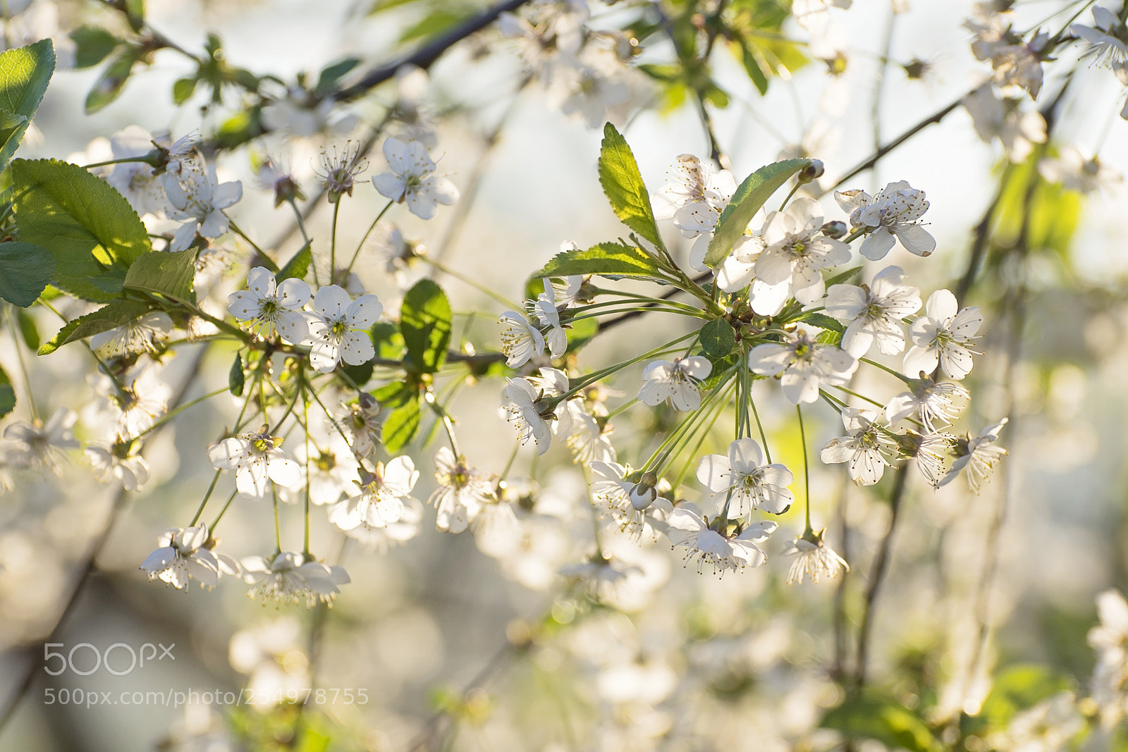 Nikon D7200 sample photo. Cherry tree petals photography